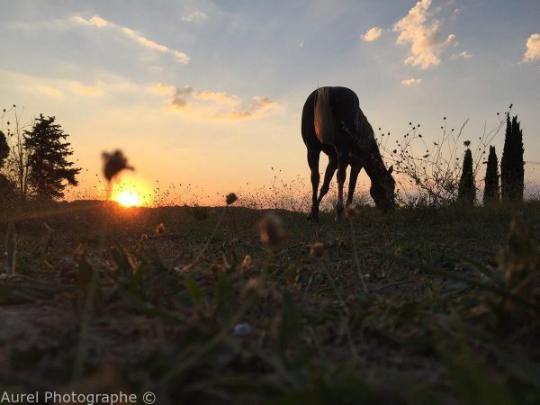 Cheval - Coucher de soleil